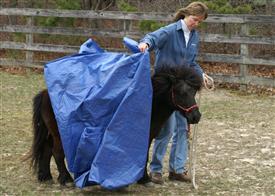 Mid-09-tarp